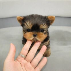 Teacup Yorkie Female [Fendi]