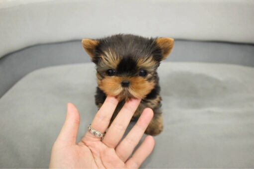 Teacup Yorkie Female [Fendi]