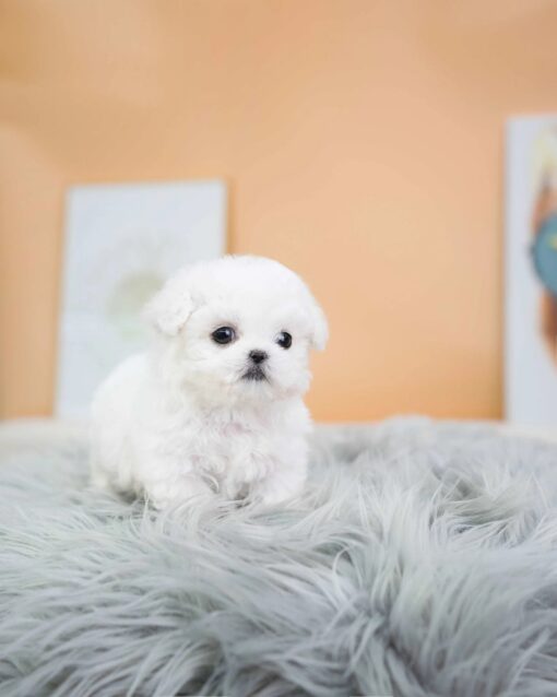 Teacup Bichon Frise Male [Kiko]
