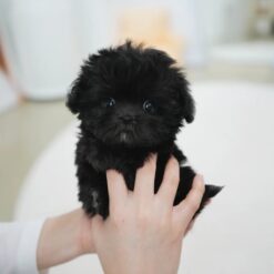 Teacup Maltipoo Male [Lotty]