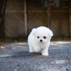 Teacup Bichon Frise Male [Otto]