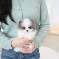 Teacup Pomeranian Female [Prada]