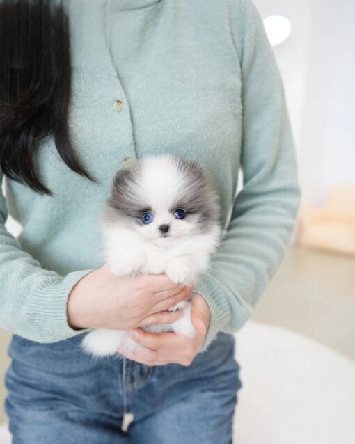Teacup Pomeranian Female [Prada]