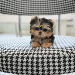 Teacup Yorkie Female [Cherry]
