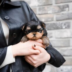 Teacup Yorkie Male [Luka]