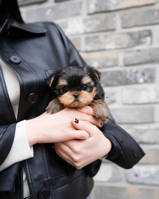 Teacup Yorkie Male [Luka]