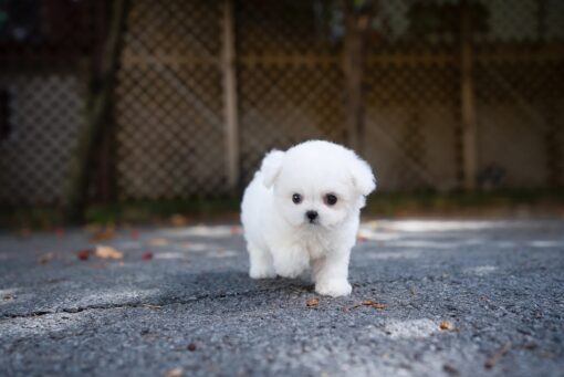 Teacup Bichon Frise Male [Otto]