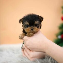 Teacup Yorkie Male [Mateo]