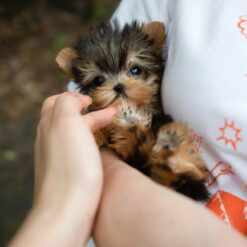 Teacup Yorkie Female [Kitkat]