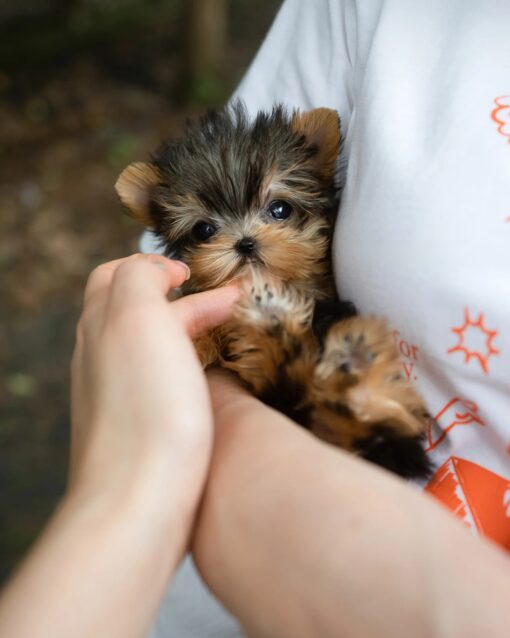 Teacup Yorkie Female [Kitkat]