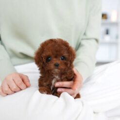 Teacup Poodle Female [Evelyn]