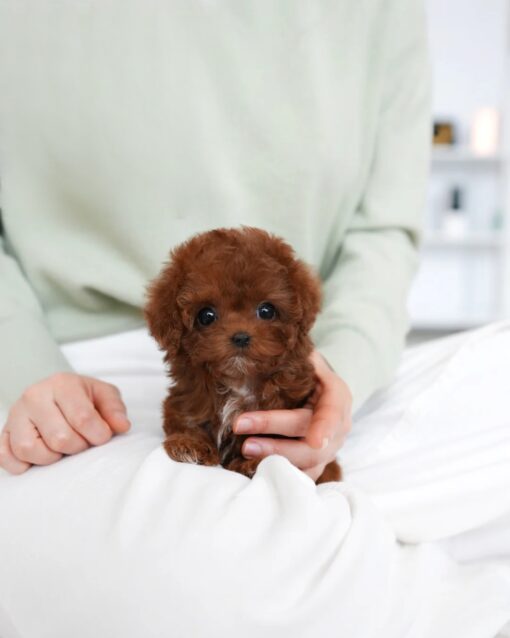 Teacup Poodle Female [Evelyn]
