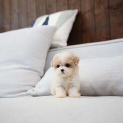 Teacup Maltipoo Male [Bruno]