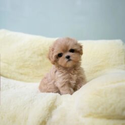 Teacup Maltipoo Female [Apple]