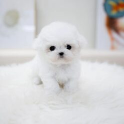 Teacup Bichon Frise Female [Bonbon]