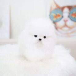 Teacup Pomeranian Male [Larry]