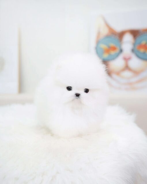 Teacup Pomeranian Male [Larry]