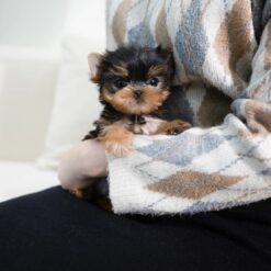 Teacup Yorkie Male [Rui]