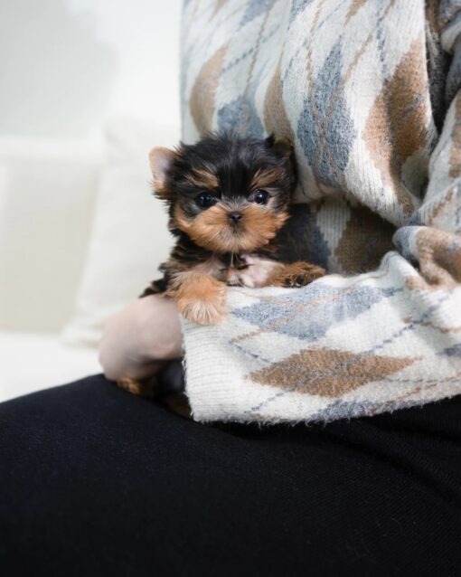 Teacup Yorkie Male [Rui]