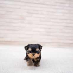 Teacup Yorkie Male [Charlo]