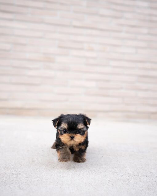 Teacup Yorkie Male [Charlo]