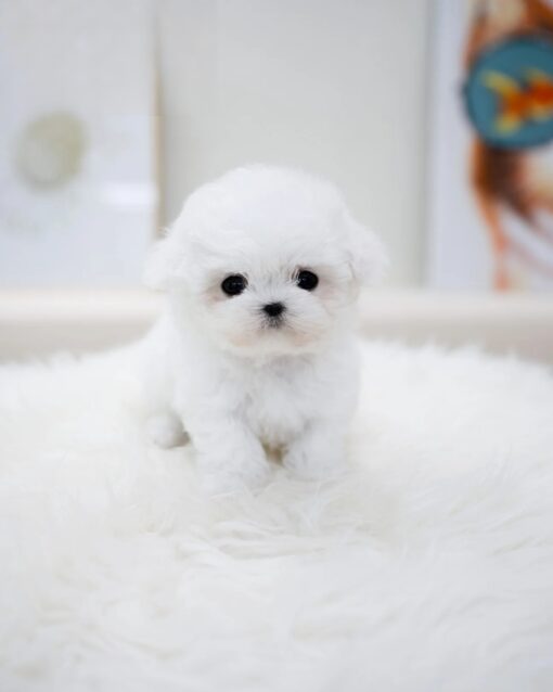 Teacup Bichon Frise Female [Bonbon]