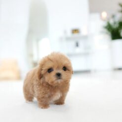 Teacup Maltipoo Male [Eris]