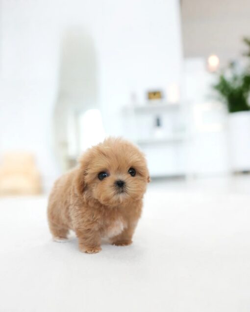 Teacup Maltipoo Male [Eris]