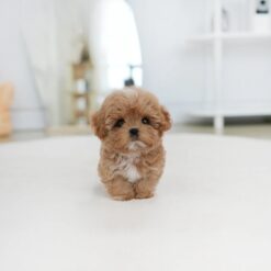 Teacup Maltipoo Female [Gucci]