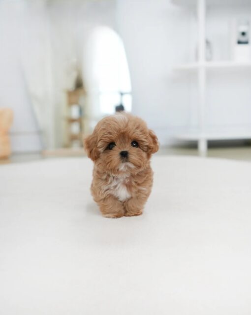 Teacup Maltipoo Female [Gucci]