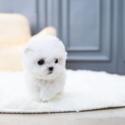 Teacup Bichon Frise Female [Ashley]