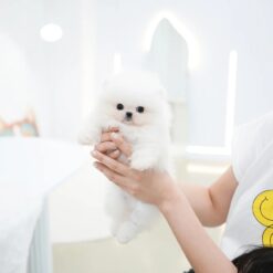 Teacup Pomeranian Male [Maru]