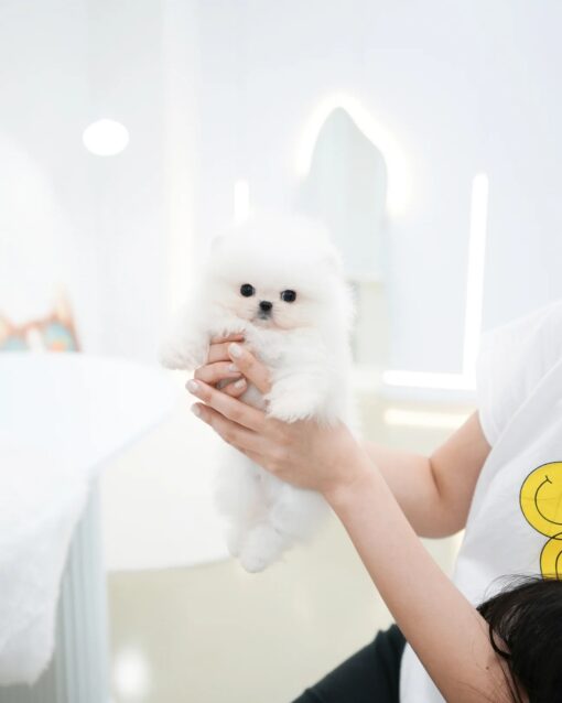 Teacup Pomeranian Male [Maru]