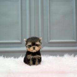 Teacup Yorkie Male [Leo]