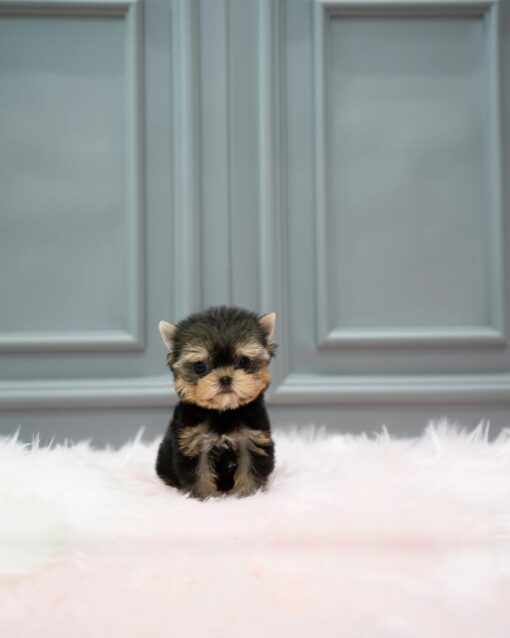 Teacup Yorkie Male [Leo]
