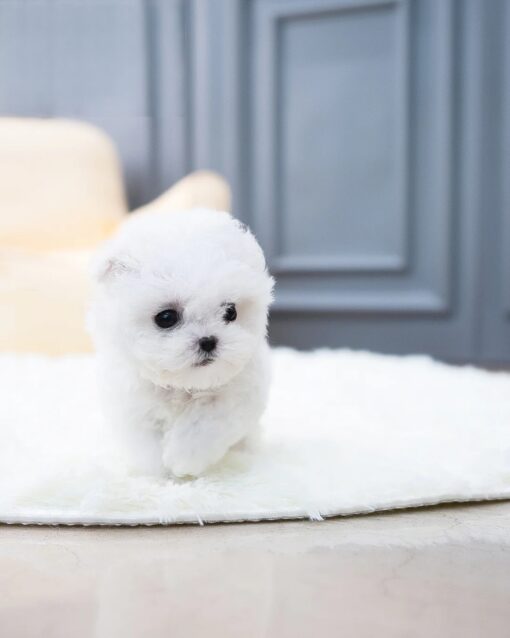 Teacup Bichon Frise Female [Ashley]