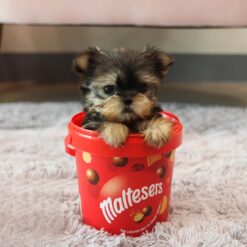 Teacup Yorkie Female [Lola]