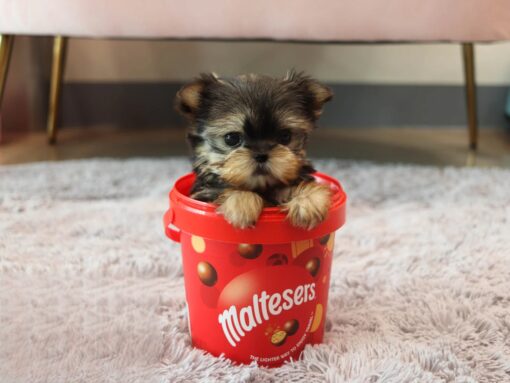 Teacup Yorkie Female [Lola]