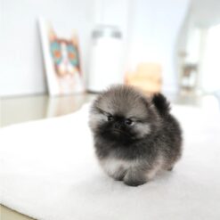 Teacup Pomeranian Male [Theo]