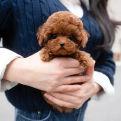 Teacup Poodle Female [Jane]