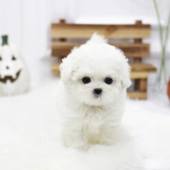 Teacup Bichon Frise Female [Cindy]