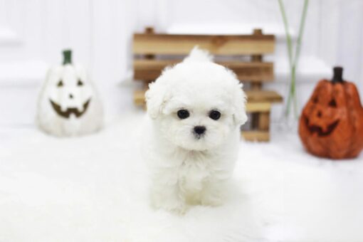 Teacup Bichon Frise Female [Cindy]