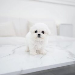 Teacup Bichon Frise Female [Vida]