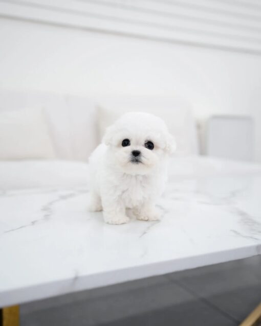 Teacup Bichon Frise Female [Vida]