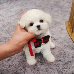 Teacup Bichon Frise Female [Chanel]