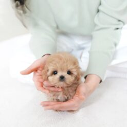 Teacup Maltipoo Male [Colin]