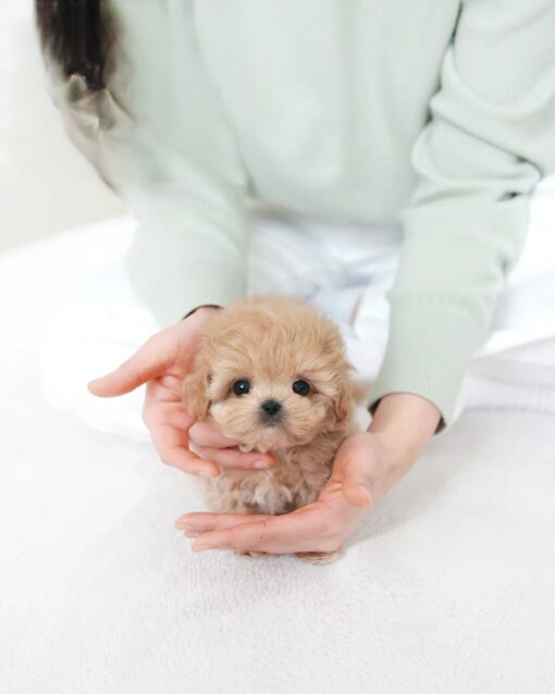 Teacup Maltipoo Male [Colin]