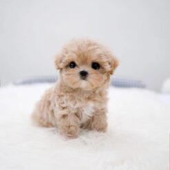 Teacup Maltipoo Female[Della]