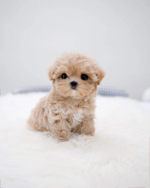 Teacup Maltipoo Female[Della]