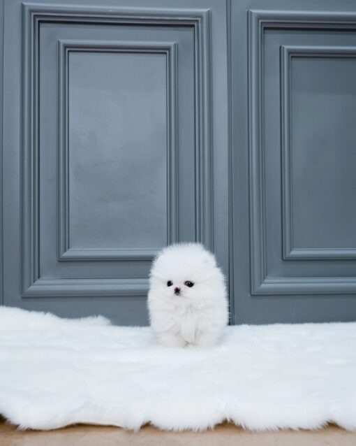 Teacup Pomeranian Male [Cash]